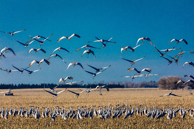 Flock of birds gathering in a field in Grand Island, NE