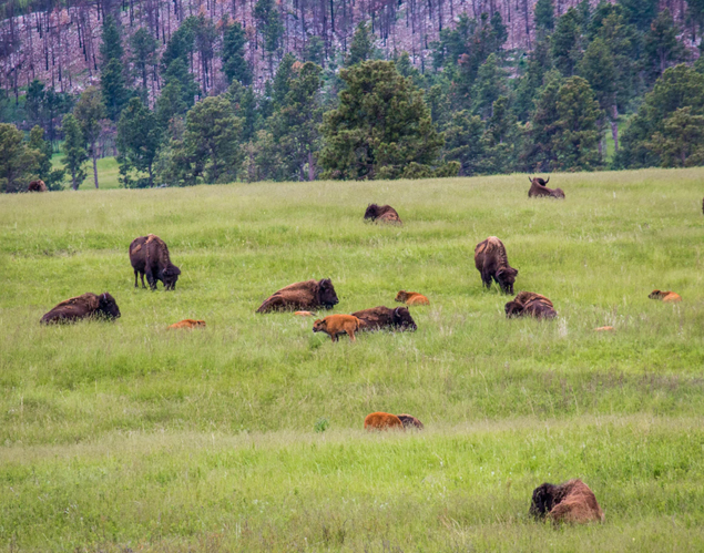 Buffalo grazing in a field in South Dakota
